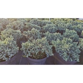 Ялівець Блю Стар продам сажданець, висота 10-15 см,  продам ялівець Blue Star