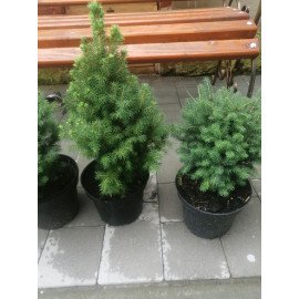 Ялина Коніка продам саджанець, горщик 3л, продам ялину Conica
