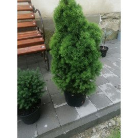 Ялина Коніка продам саджанець, горщик 5л, продам ялину Conica