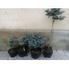 Ялина Глаука Глобоза продам саджанець, висота 40 см, продам ялину Glauca Globosa