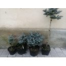 Ялина Глаука Глобоза продам саджанець, висота 40 см, продам ялину Glauca Globosa