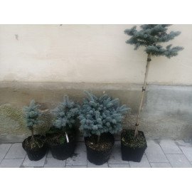 Ялина Глаука Глобоза продам саджанець, висота 30 см, продам ялину Glauca Globosa