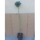 Ялиця Айсбрекер на штамбі продам саджанець, штамб 100 см, продам ялицю Icebreaker