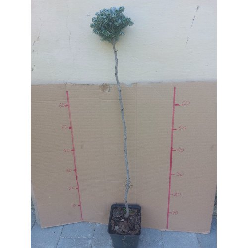 Ялиця Айсбрекер на штамбі продам саджанець, штамб 100 см, продам ялицю Icebreaker