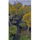 Сосна Вінтер Голд продам саджанець, штамб 100см, продам сосну Winter Gold