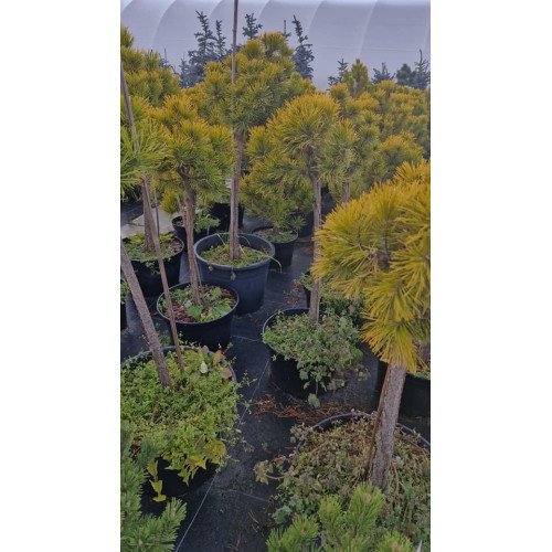 Сосна Вінтер Голд продам саджанець, штамб 100см, продам сосну Winter Gold