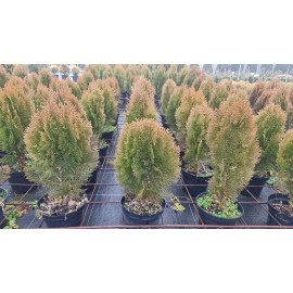 Туя Ауреа Нана продам саджанець, продам тую Aurea Nana
