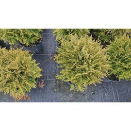 Туя Даніка продам саджанець, продам тую Danica недорого