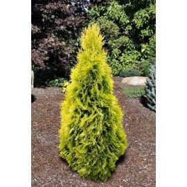 Туя Голден Смарагд продам саджанець, Висота 80-90 см, продам тую Golden Smaragd